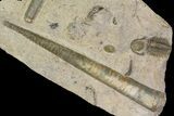 Cephalopod Fossil With Two Partial Crotalocephalina Trilobites #139001-2